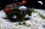 Amphiprion, Designer-Clownfische NZ