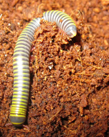 Anadenobolus monilicornis