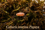 Cubaris murina „Papaya“ 12 Stk