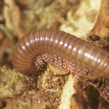 Telodeinopus aoutii
