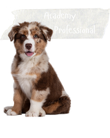 DogSpot ACADEMY Professional
