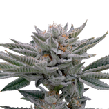 Nine Week Harvest