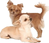 Chi-Love.de | Pedigree (Fachbegriffe und Abkürzungen)