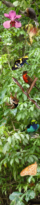 Découverte de la flore et de la faune de guyane