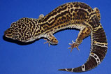 Dunkler Wildtyp