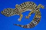 Eublepharis macularius afghanicus
