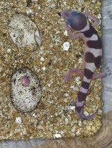 © by www.der-leopardgecko.de