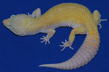 Murphy Patternless