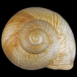Weinbergschnecke