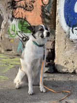 Hund sitzt verbindlich in der Einzelstunde von Rundum Glückshund Bergisch Gladbach