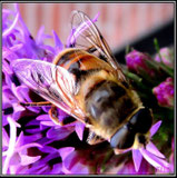 close-ups & macros