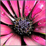 flowers & blooms