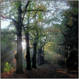 woods & trees