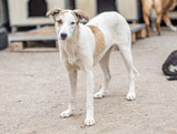 Tilly - 08/ 2025