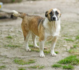 Roxy - 2024