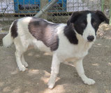 Pico - 09/2025
