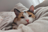 猫、動物、ペット