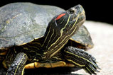 Tortue de Floride