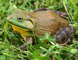 Grenouille taureau (bullfrog)