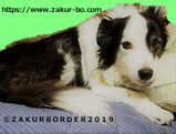 ＺＡＫＵＲＢＯＲＤＥＲ（サクールボーダー）ブログ、ボーダーコリーＭ＆Ｅ２０２０１１１９使用画像６