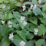 白い小花が可愛いマイズルソウの群落