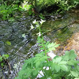 湧水に咲くヒロハコンロンソウ