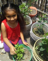 Vegetables are growing well