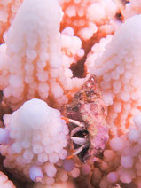 A hermit crab shelters inside bleached coral at Lizard Island. Image: Greg Torda