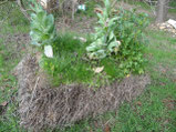 Une botte cultivée