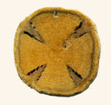Bitte Kreuz anklicken