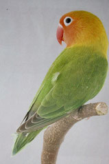 Pale   Agapornis fischeri (Pfirsichköpfchen)