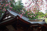 下野第二十番札所　穴穂山普門寺（茂原観音）　宇都宮市