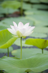 一蓮托生・一人が一枚の花びらとなり、一つの蓮を形成する。