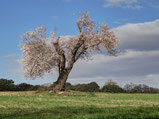 Almendro en la dehesa del Robledal. Brea de Tajo. Madrid.