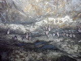 Летучие мыши. Пещера "Вертеба"