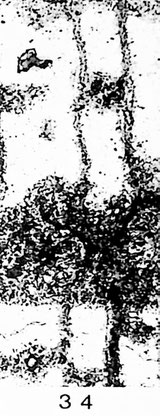Fig. 34: Querschliff; Stützgewebe weitgehend abgebaut.