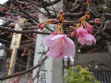 寒緋桜