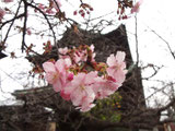 花桃？だよね