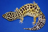 Wildtyp