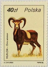 Topic: Hoofed animals/Wild sheep / Philatelic Item: Mint stamp, enlarged; Poland, 1986