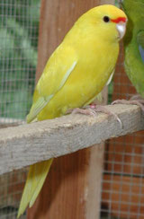 Cyanoramphus auriseps (Spingsittich) Dark Eye Clear (DEC)