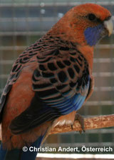 Platycercus elegans (Penantsittich)  aqua