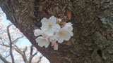 桜川の桜