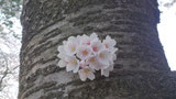 合浦の桜