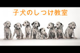 子犬のしつけ教室