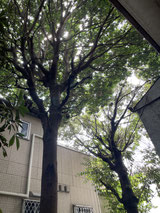 川口市庭木の剪定や伐採