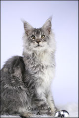 furet furet angora minilop lapin bélier mainecoon maine coon  elevage des highlands