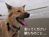 知ってください僕たちのこと....