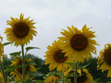 Site de naturopathe-allergies-namur !