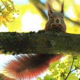 Foto: bildnatur.ch (Katrin Doppler)